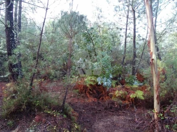 Terreno Agricola ou Rústico para Venda em Sarzedas