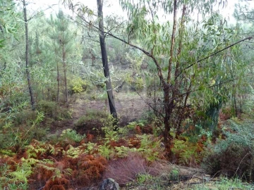 Terreno Agricola ou Rústico para Venda em Sarzedas