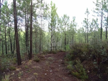 Terreno Agricola ou Rústico para Venda em Sarzedas
