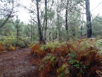 Terreno Agricola ou Rústico para Venda em Sarzedas
