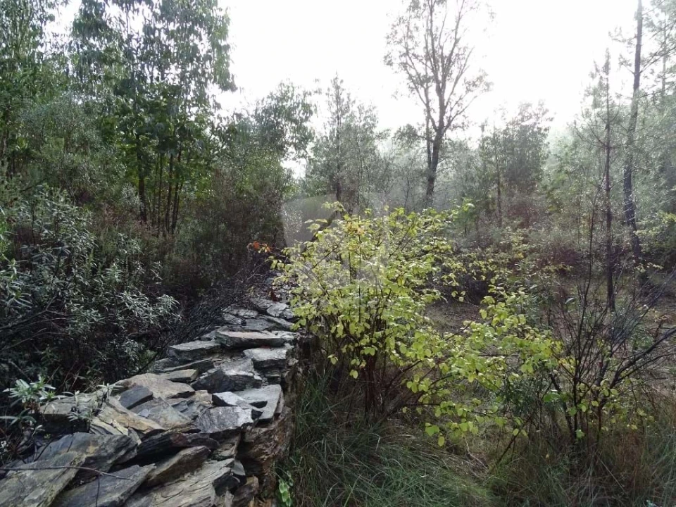 Terreno Agricola ou Rústico para Venda em Sarzedas Foto 16