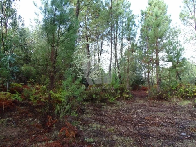 Terreno Agricola ou Rústico para Venda em Sarzedas Foto 15