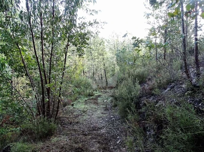 Terreno Agricola ou Rústico para Venda em Sarzedas Foto 13