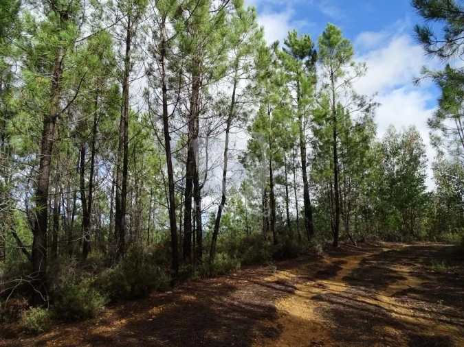 Terreno Agricola ou Rústico para Venda em Sarzedas Foto 12