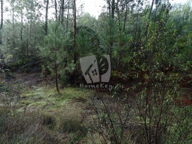 Terreno Agricola ou Rústico para Venda em Sarzedas Foto 17