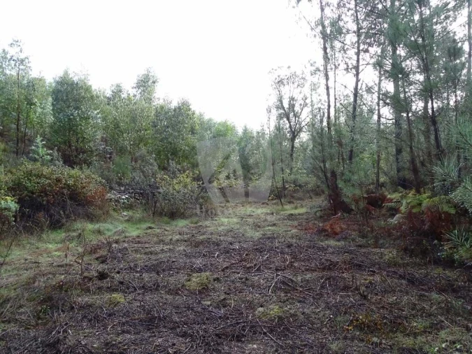 Terreno Agricola ou Rústico para Venda em Sarzedas Foto 7
