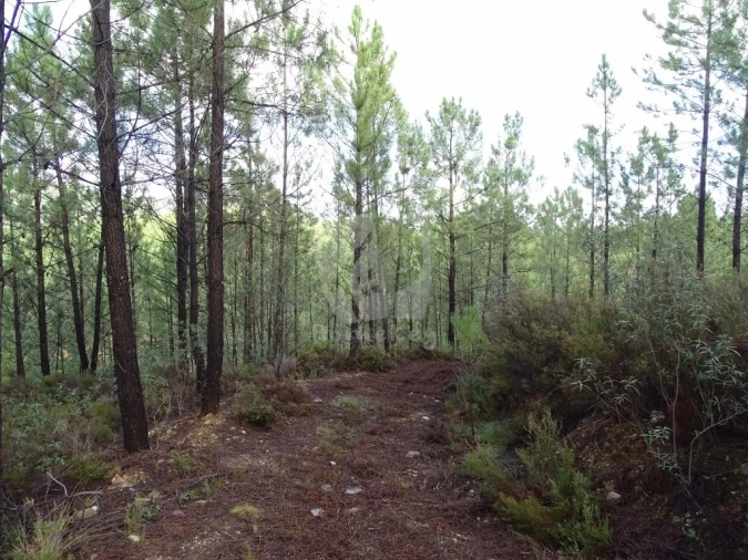 Terreno Agricola ou Rústico para Venda em Sarzedas Foto 2