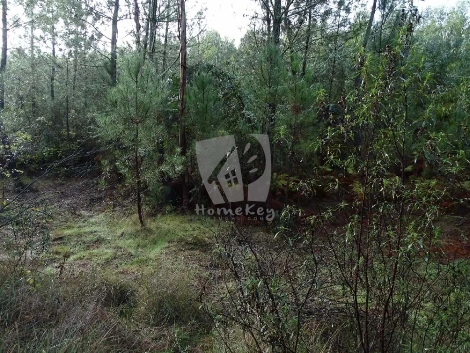 Terreno Agricola ou Rústico para Venda em Sarzedas Foto 17