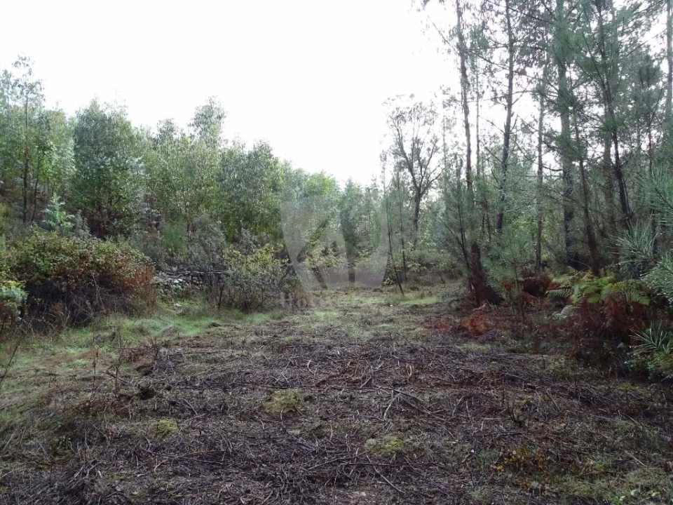 Terreno Agricola ou Rústico para Venda em Sarzedas Foto 7