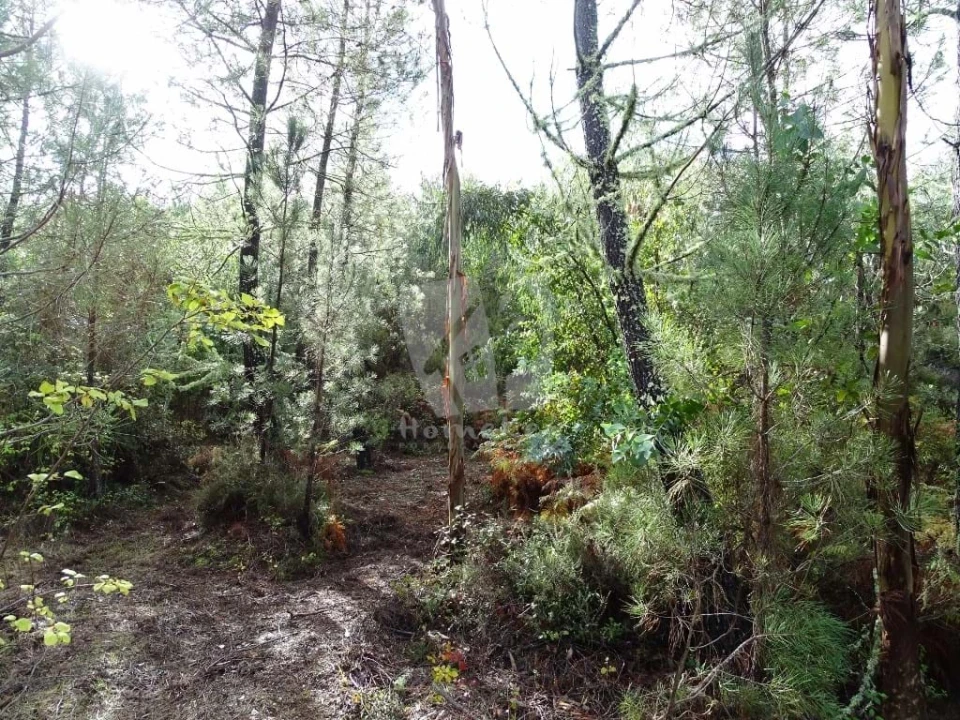 Terreno Agricola ou Rústico para Venda em Sarzedas Foto 3