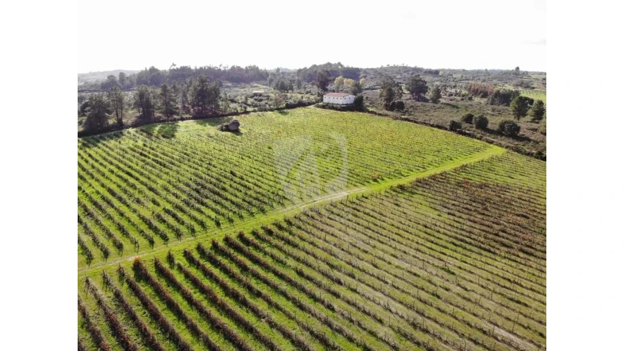 Negócio para Venda em São Miguel de Acha Foto 1