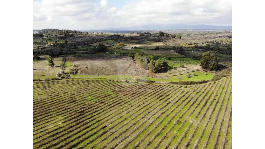 Negócio para Venda em São Miguel de Acha Foto 10
