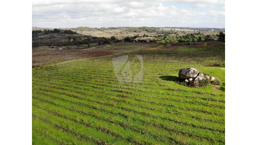 Negócio para Venda em São Miguel de Acha Foto 13