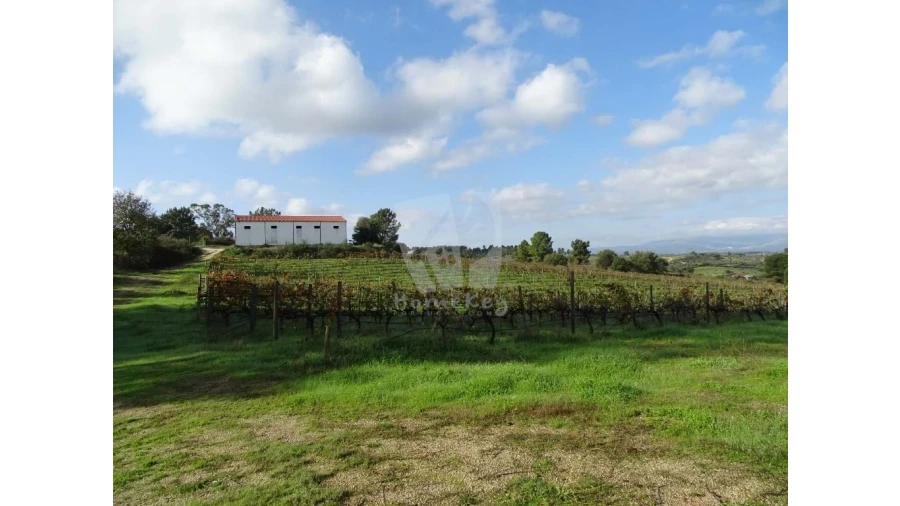 Negócio para Venda em São Miguel de Acha Foto 23