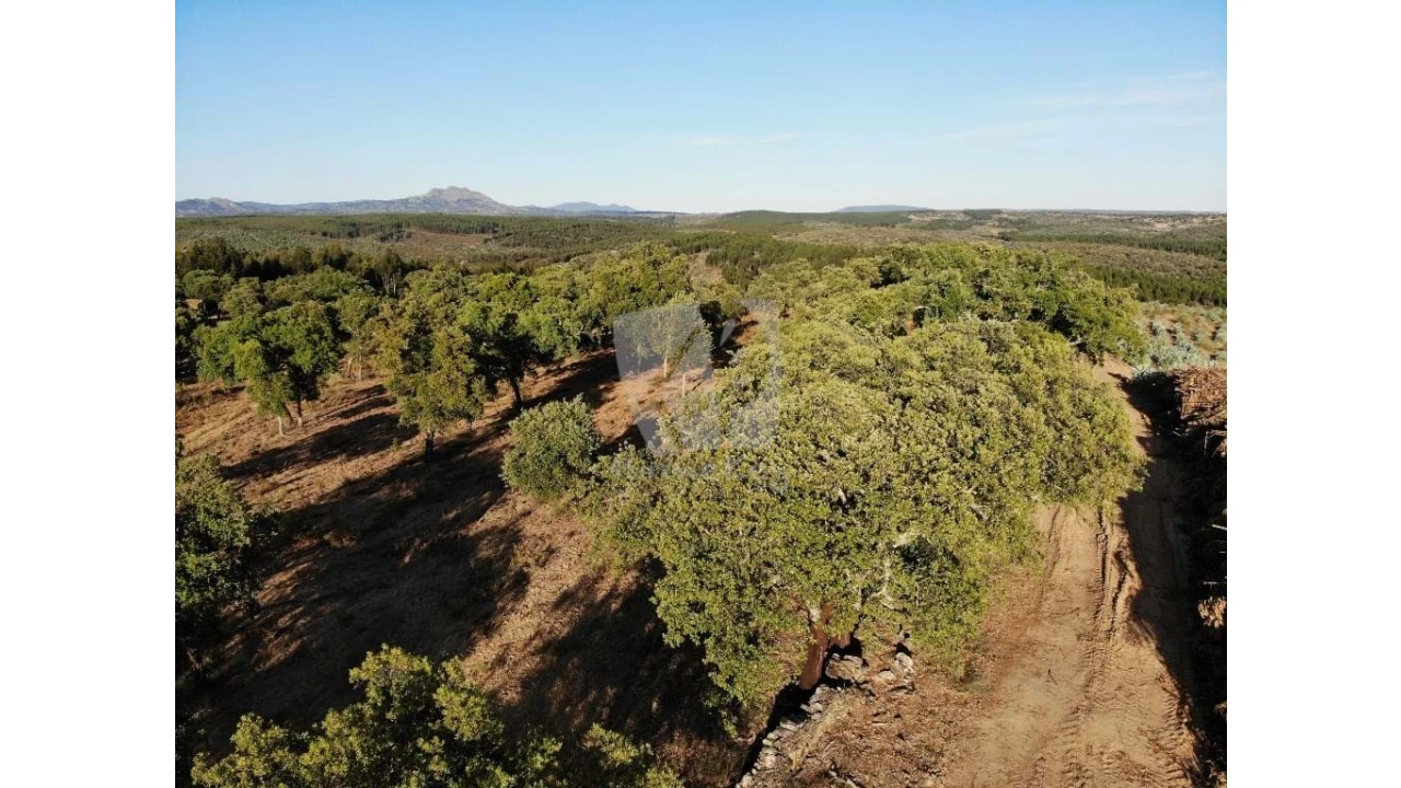 Terreno Agricola ou Rústico para Venda em Proença-A-Velha Foto 38