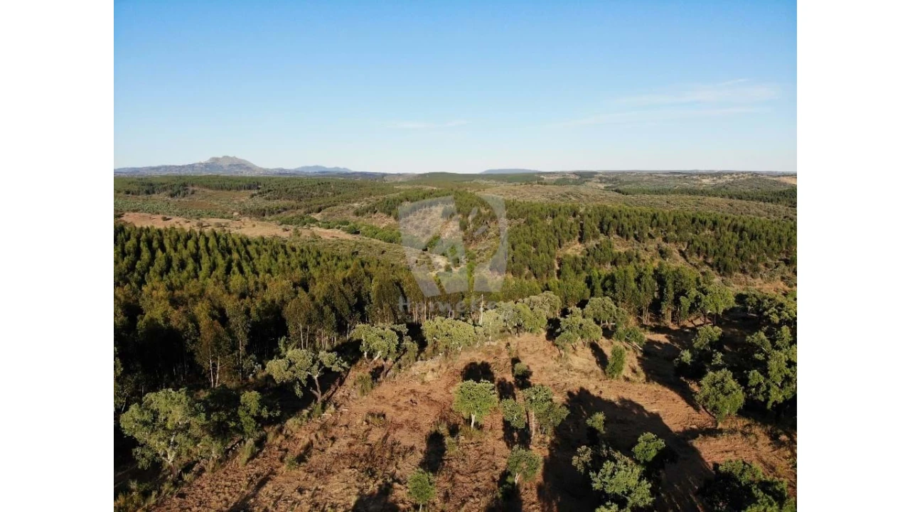 Terreno Agricola ou Rústico para Venda em Proença-A-Velha Foto 43