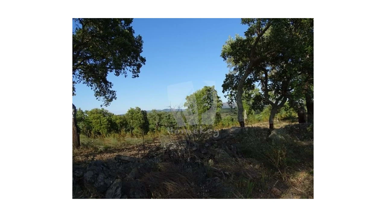 Terreno Agricola ou Rústico para Venda em Proença-A-Velha Foto 7