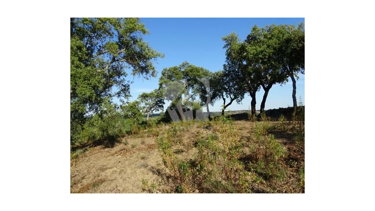 Terreno Agricola ou Rústico para Venda em Proença-A-Velha Foto 9