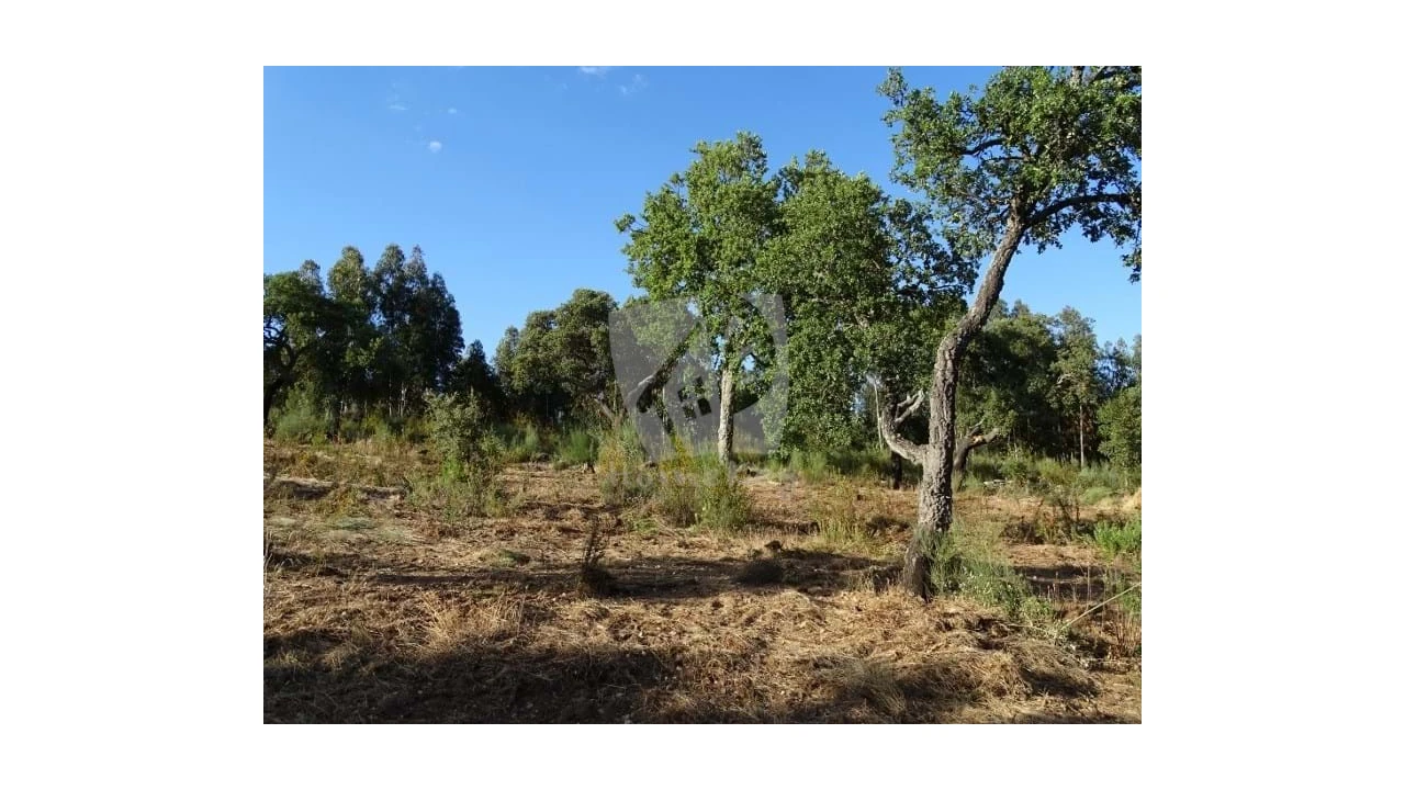 Terreno Agricola ou Rústico para Venda em Proença-A-Velha Foto 16