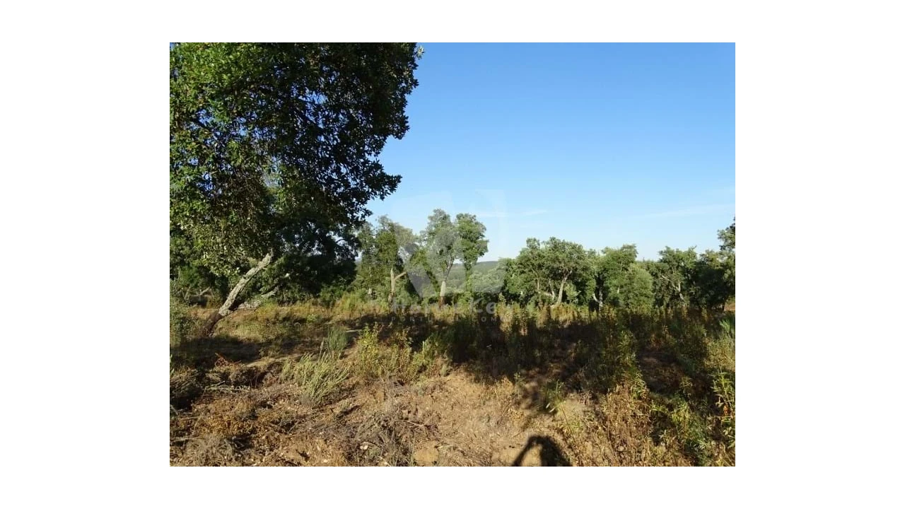 Terreno Agricola ou Rústico para Venda em Proença-A-Velha Foto 30