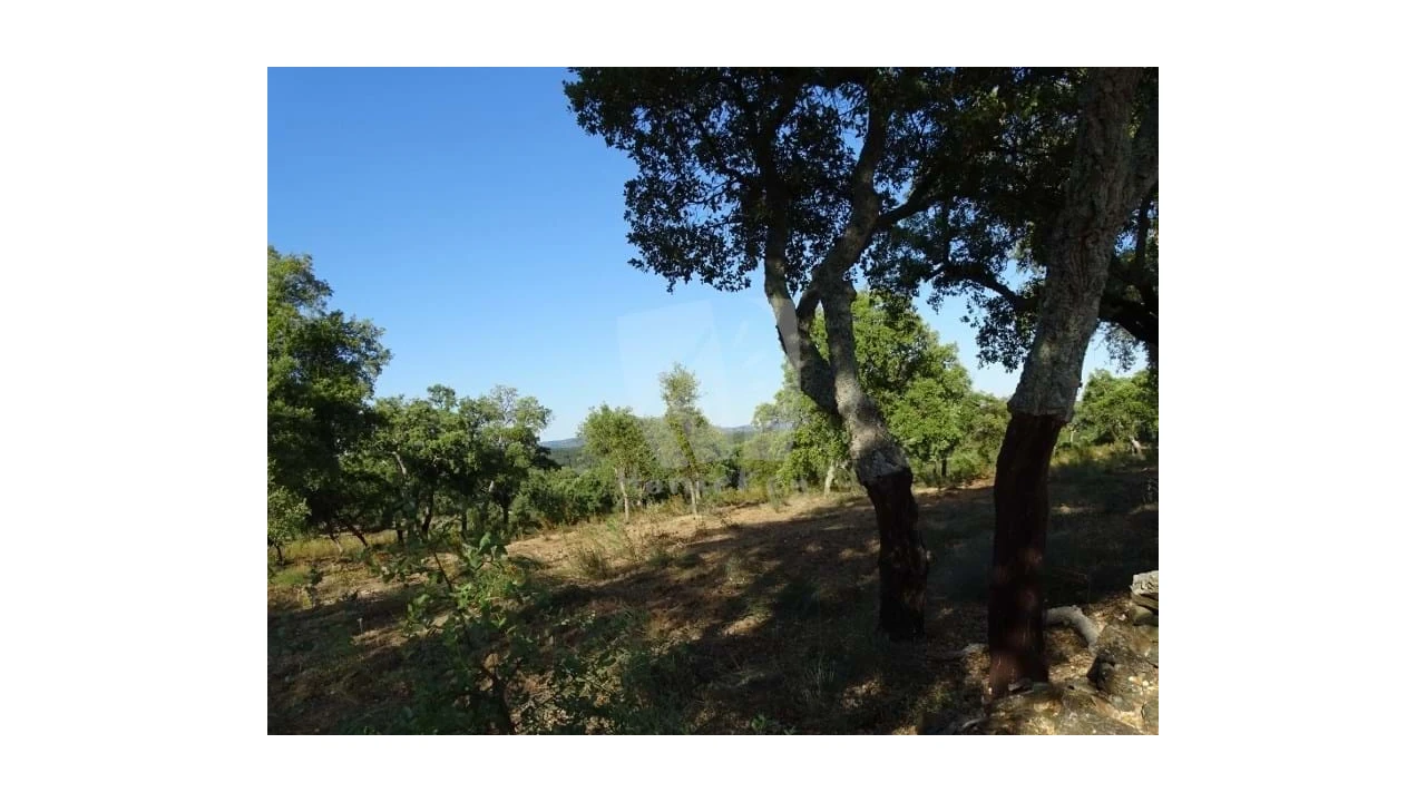 Terreno Agricola ou Rústico para Venda em Proença-A-Velha Foto 5