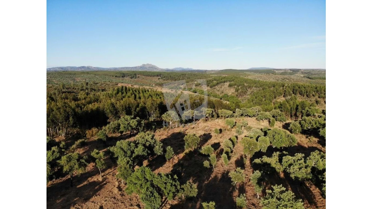 Terreno Agricola ou Rústico para Venda em Proença-A-Velha Foto 42