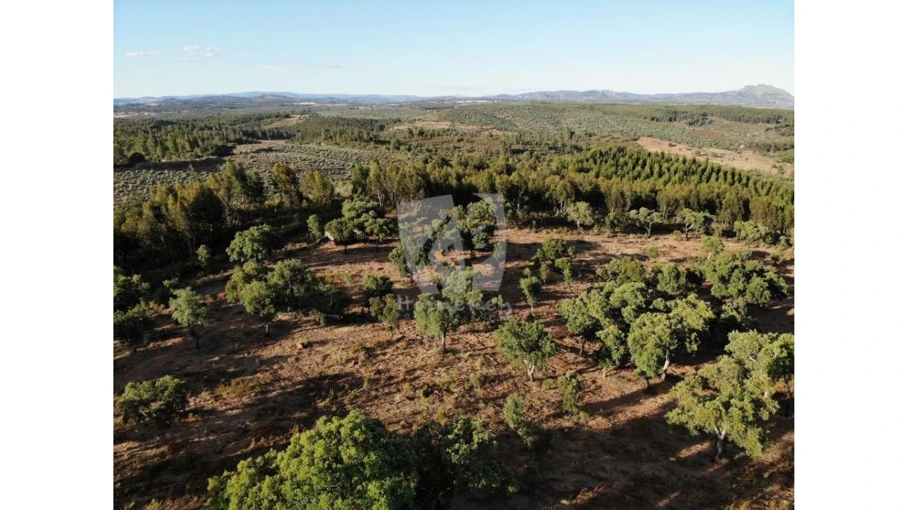 Terreno Agricola ou Rústico para Venda em Proença-A-Velha Foto 36