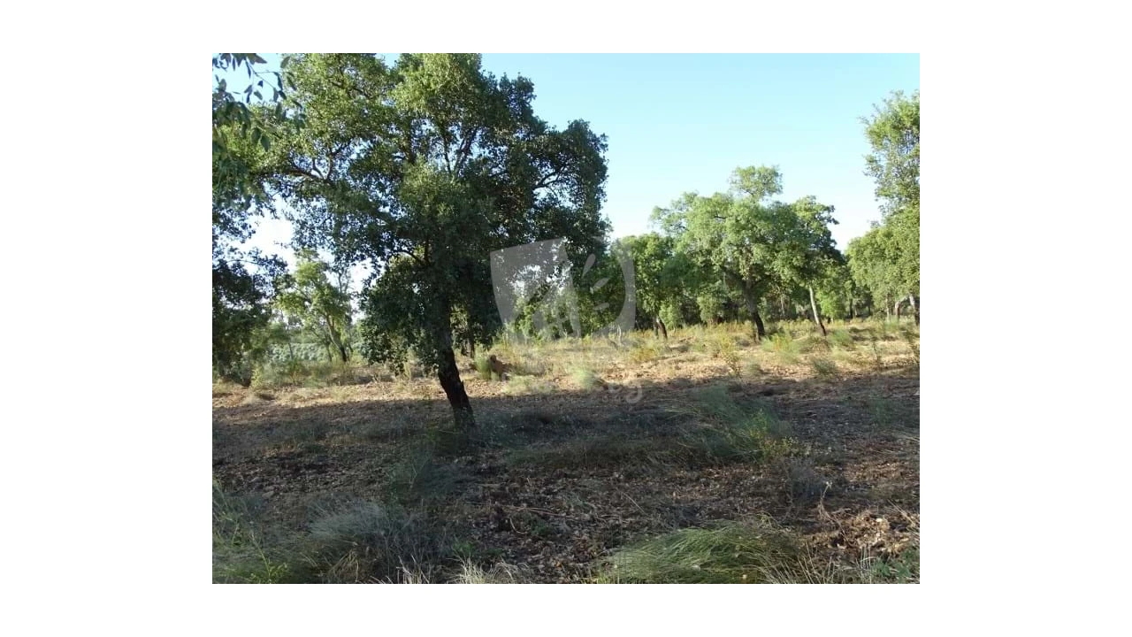Terreno Agricola ou Rústico para Venda em Proença-A-Velha Foto 6
