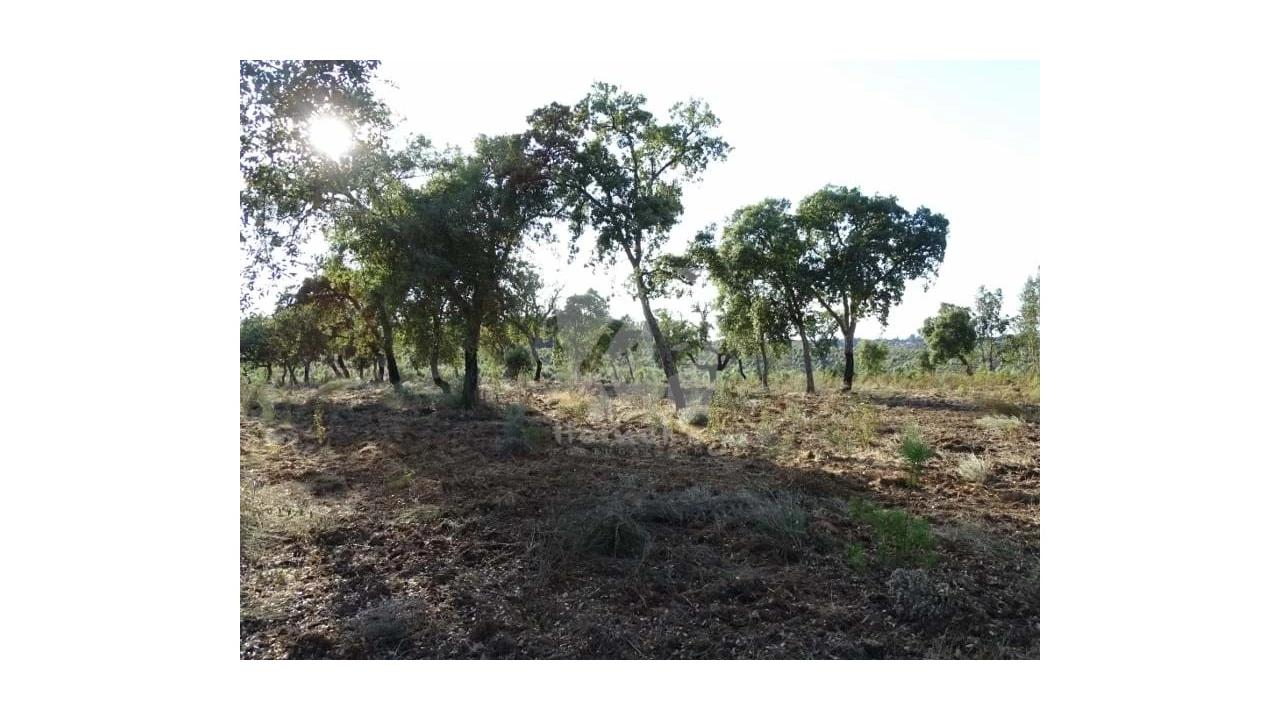 Terreno Agricola ou Rústico para Venda em Proença-A-Velha Foto 31