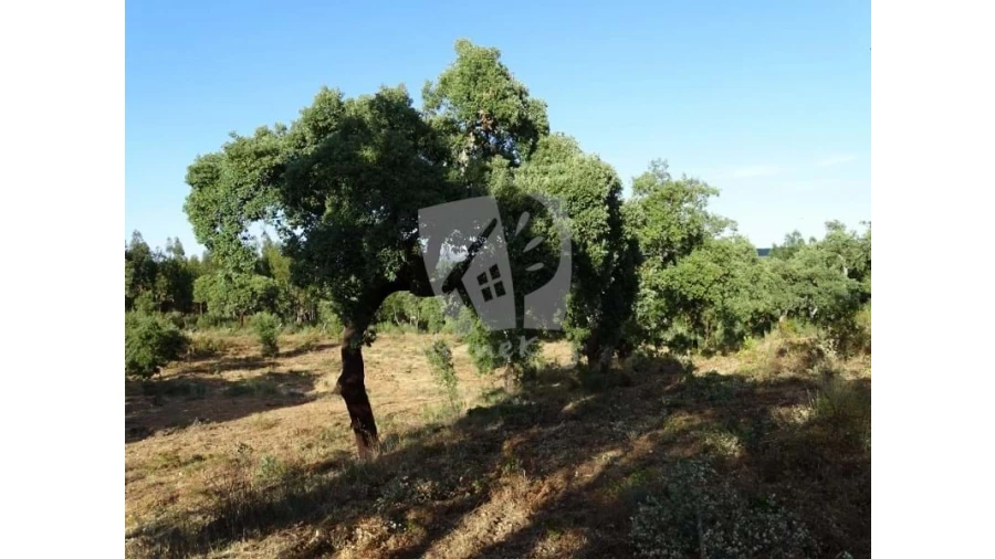 Terreno Agricola ou Rústico para Venda em Proença-A-Velha Foto 11
