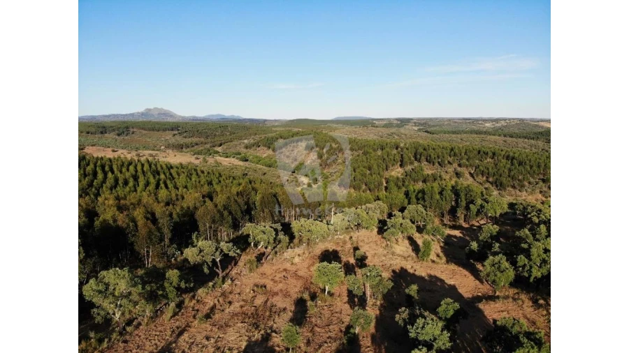 Terreno Agricola ou Rústico para Venda em Proença-A-Velha Foto 43