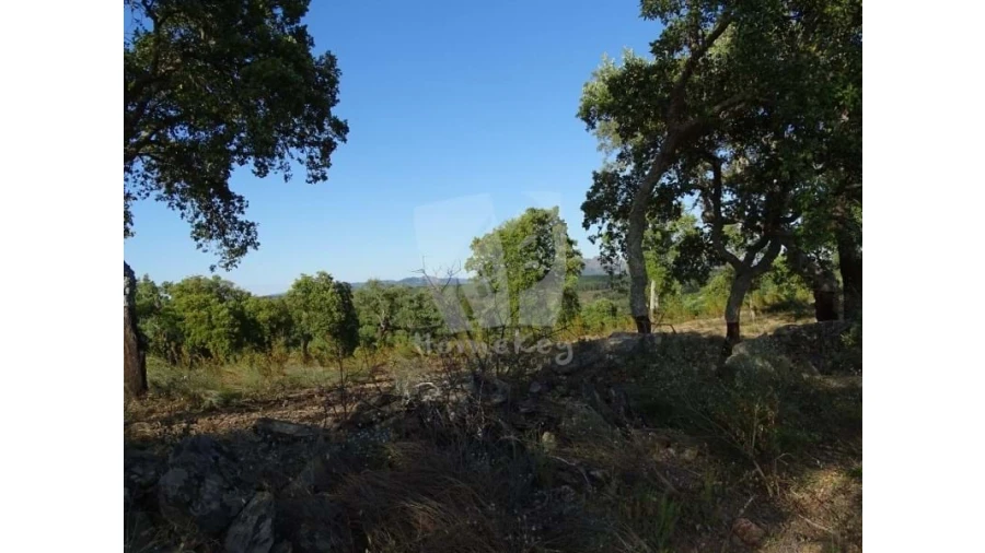 Terreno Agricola ou Rústico para Venda em Proença-A-Velha Foto 7