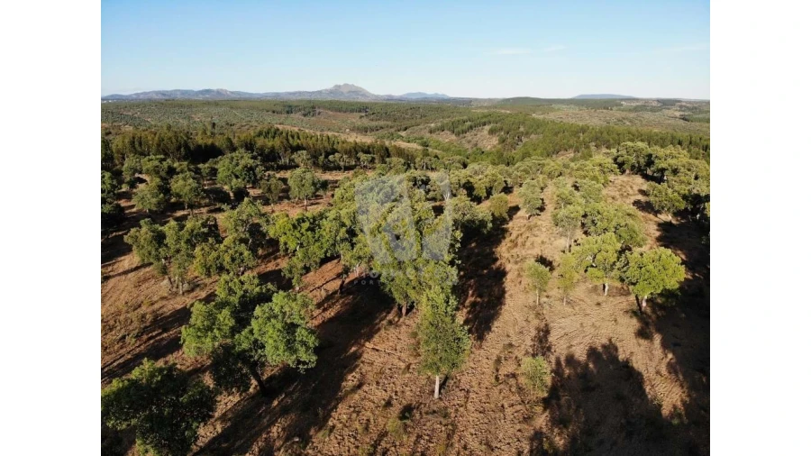 Terreno Agricola ou Rústico para Venda em Proença-A-Velha Foto 37
