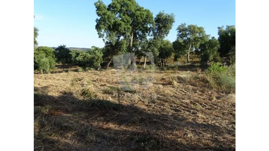 Terreno Agricola ou Rústico para Venda em Proença-A-Velha Foto 29