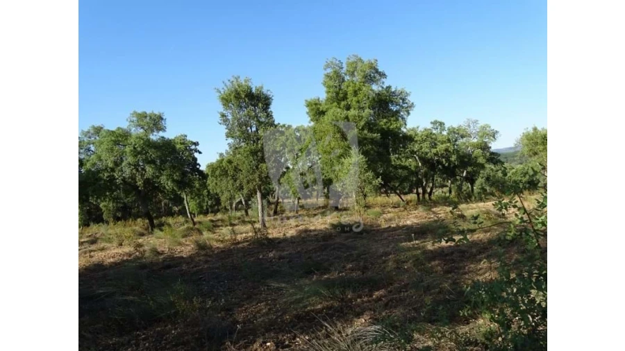 Terreno Agricola ou Rústico para Venda em Proença-A-Velha Foto 4
