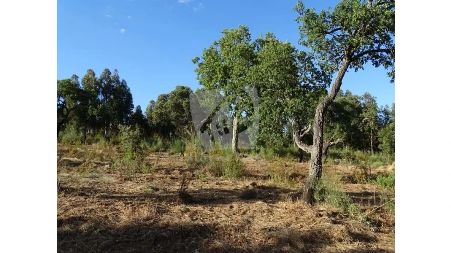 Terreno Agricola ou Rústico para Venda em Proença-A-Velha Foto 16