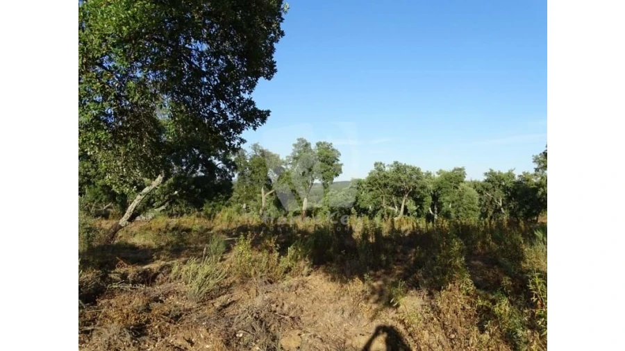 Terreno Agricola ou Rústico para Venda em Proença-A-Velha Foto 30