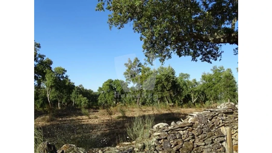 Terreno Agricola ou Rústico para Venda em Proença-A-Velha Foto 2