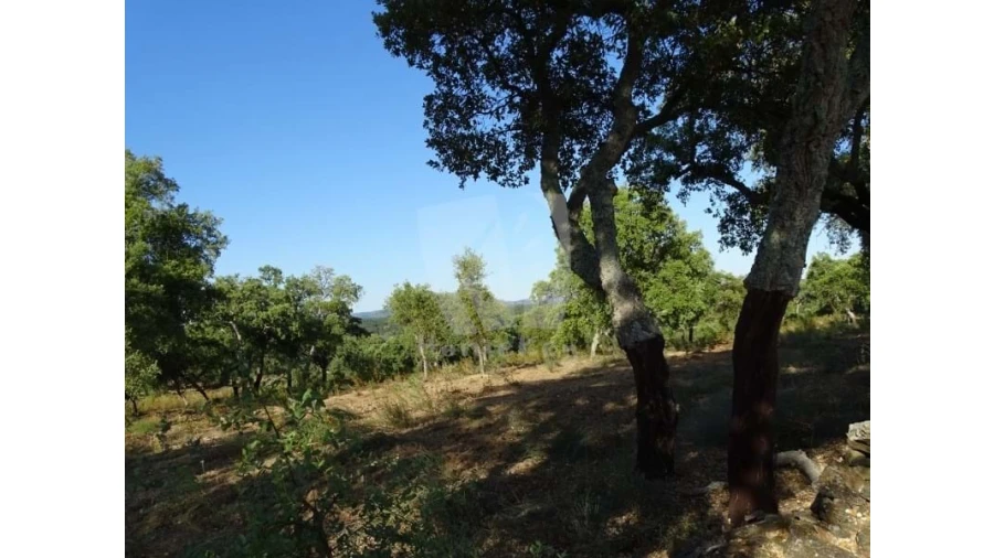 Terreno Agricola ou Rústico para Venda em Proença-A-Velha Foto 5