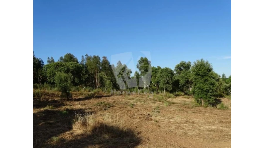 Terreno Agricola ou Rústico para Venda em Proença-A-Velha Foto 15