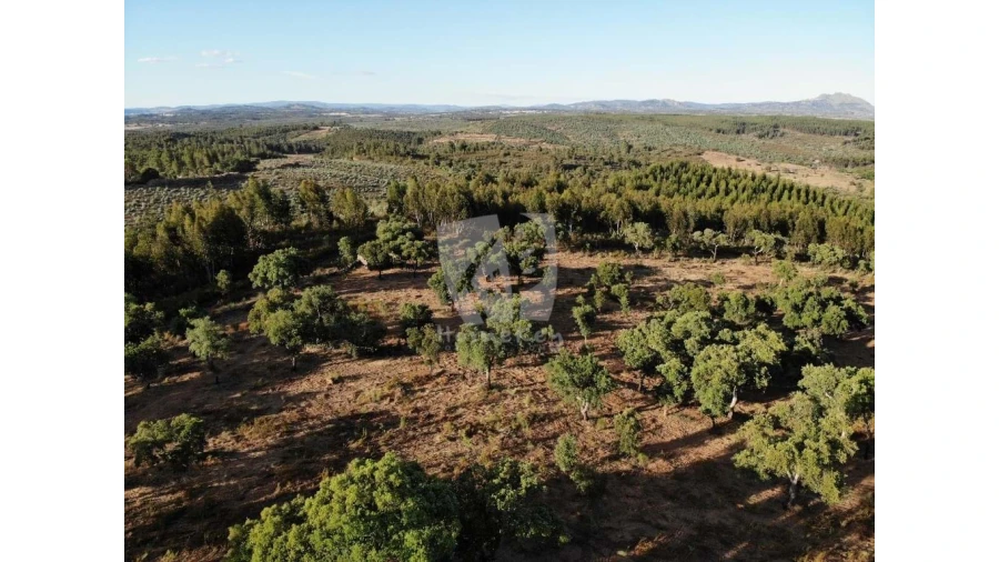 Terreno Agricola ou Rústico para Venda em Proença-A-Velha Foto 36