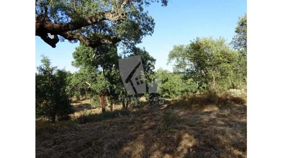 Terreno Agricola ou Rústico para Venda em Proença-A-Velha Foto 10