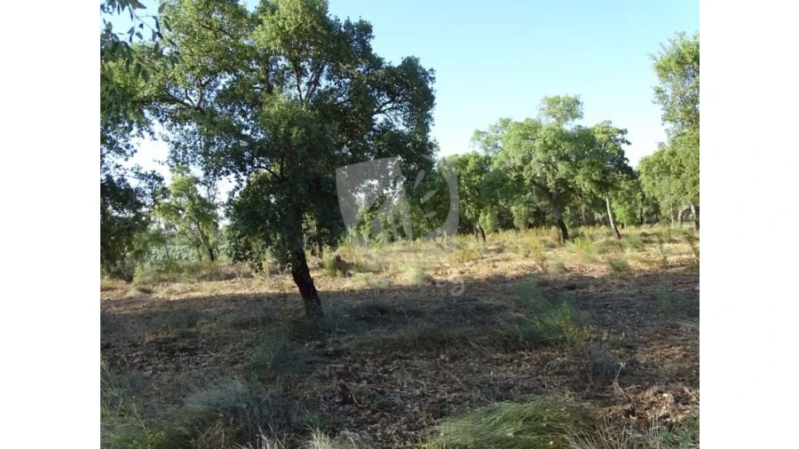 Terreno Agricola ou Rústico para Venda em Proença-A-Velha Foto 6