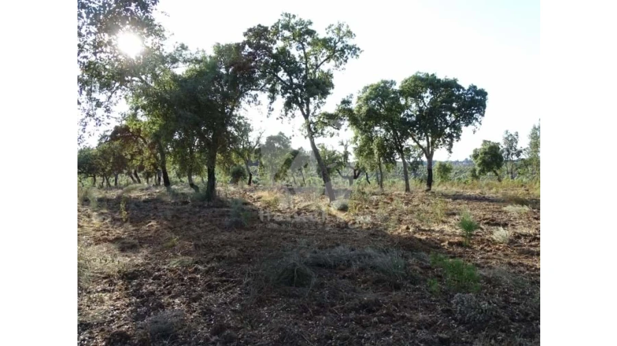 Terreno Agricola ou Rústico para Venda em Proença-A-Velha Foto 31