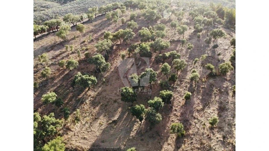 Terreno Agricola ou Rústico para Venda em Proença-A-Velha Foto 47