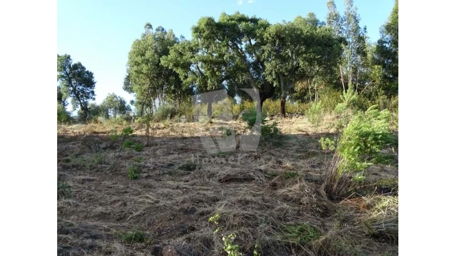 Terreno Agricola ou Rústico para Venda em Proença-A-Velha Foto 17