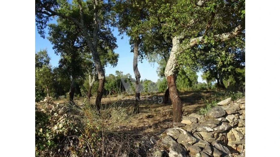 Terreno Agricola ou Rústico para Venda em Proença-A-Velha Foto 34