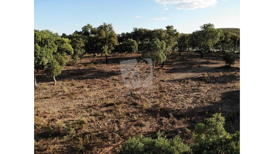 Terreno Agricola ou Rústico para Venda em Proença-A-Velha Foto 49
