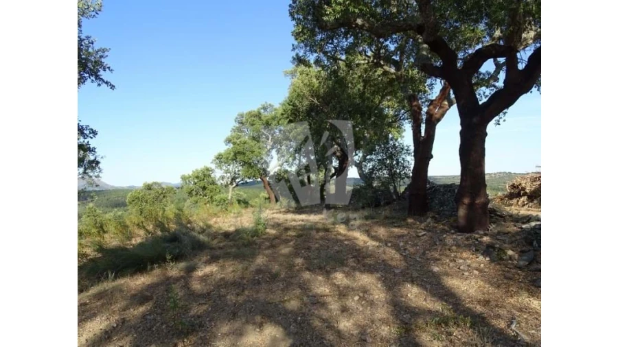 Terreno Agricola ou Rústico para Venda em Proença-A-Velha Foto 8