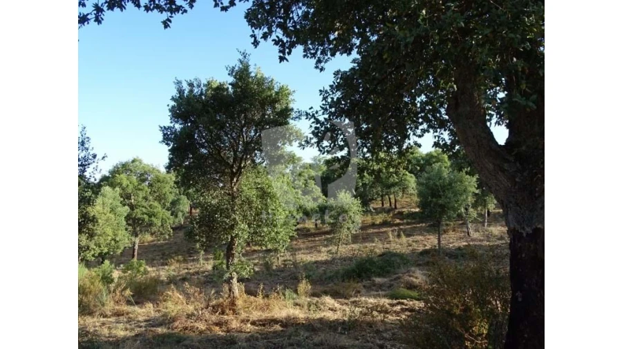 Terreno Agricola ou Rústico para Venda em Proença-A-Velha Foto 19